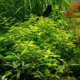 Load image into Gallery viewer, Ludwigia palustris 'Green'