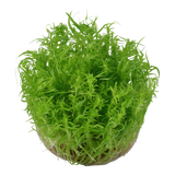 Load image into Gallery viewer, 1-2-Grow! Pogostemon erectus