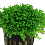 Load image into Gallery viewer, Hemianthus callitrichoides 'Cuba'