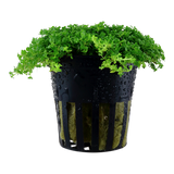 Load image into Gallery viewer, Hemianthus callitrichoides 'Cuba'